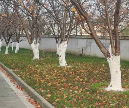 树木刷白防冻防虫