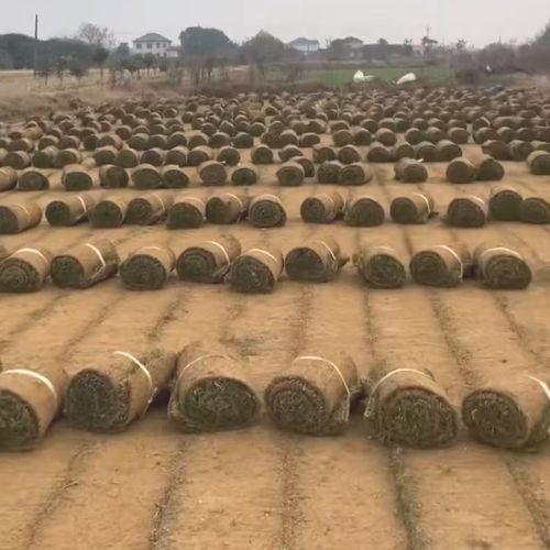 草坪草皮销售